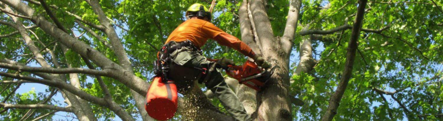 J J Tree Services crew in the field