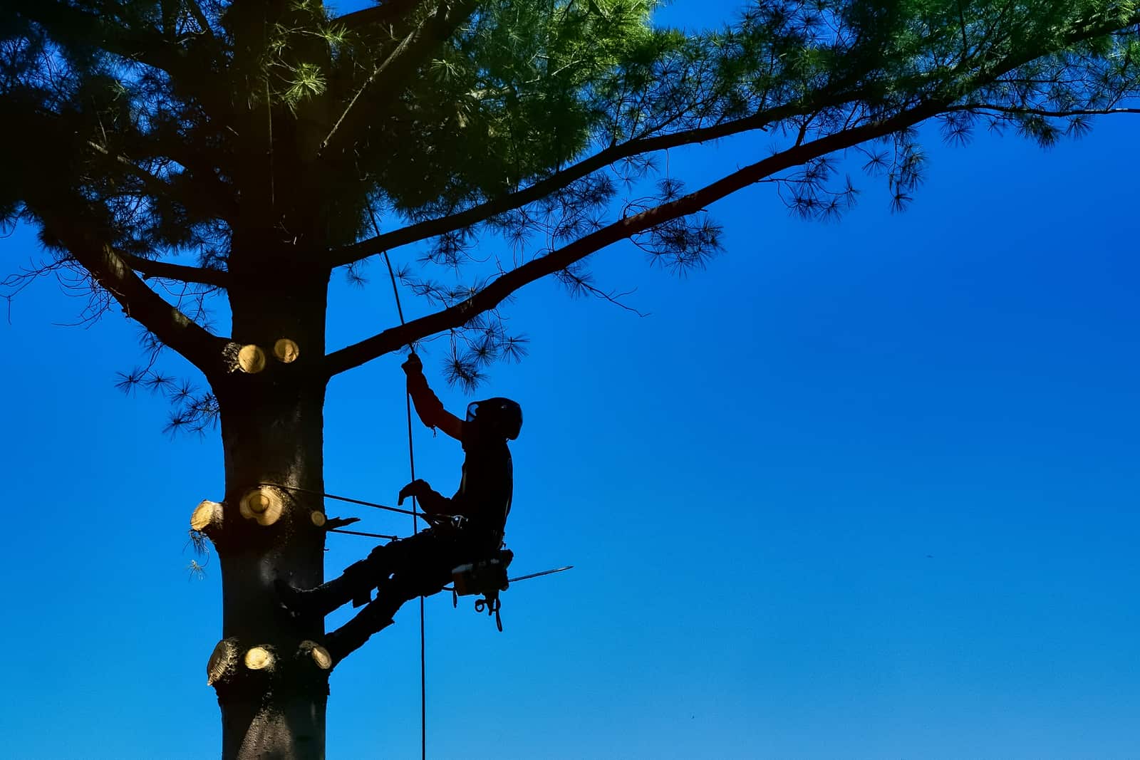 JJ Tree Services completed project San Antonio