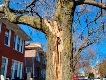 Tree service work in San Antonio
