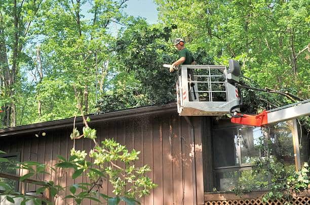 High Risk Tree Removals