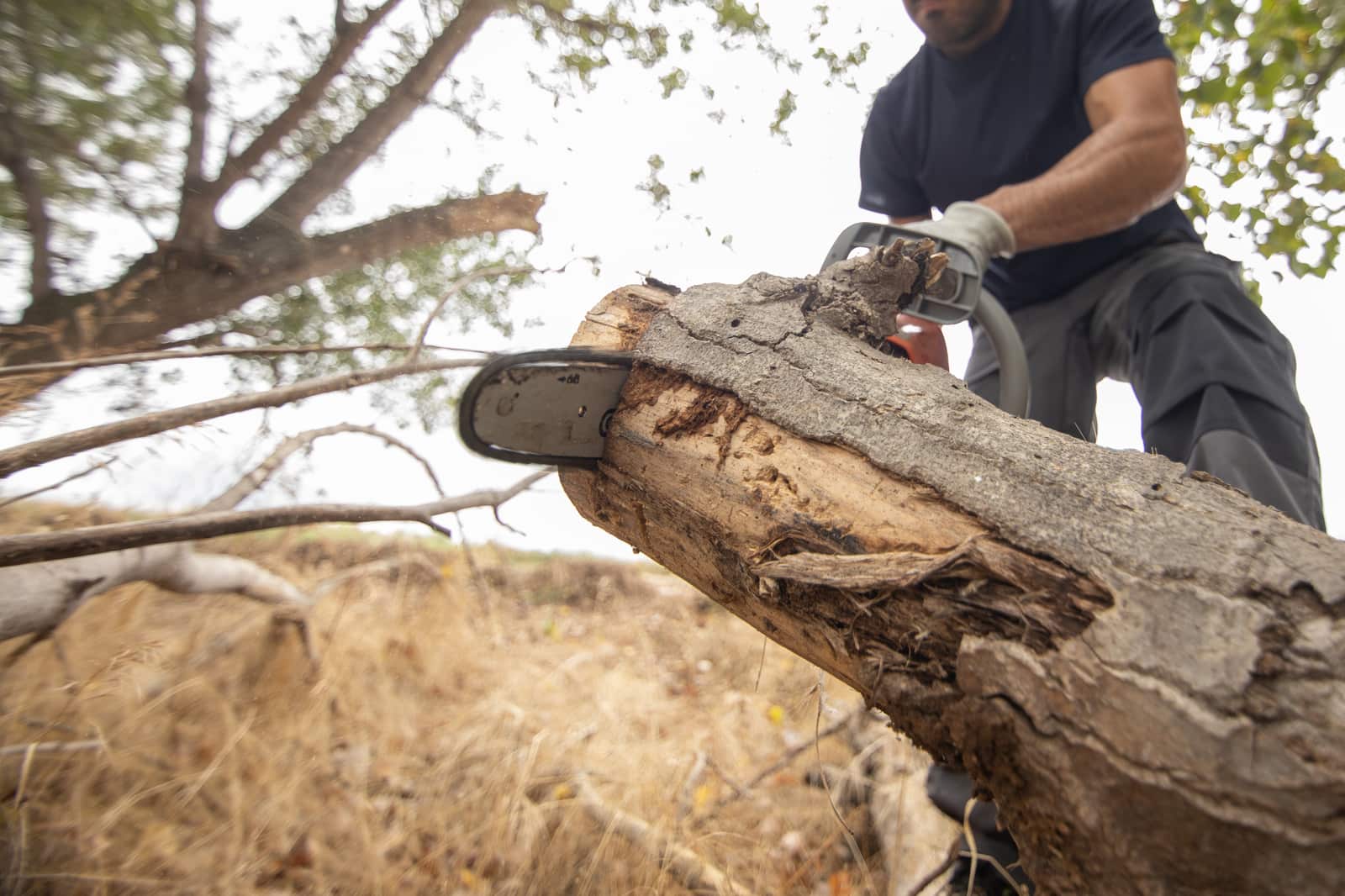 High Risk Tree Removals/Elimination