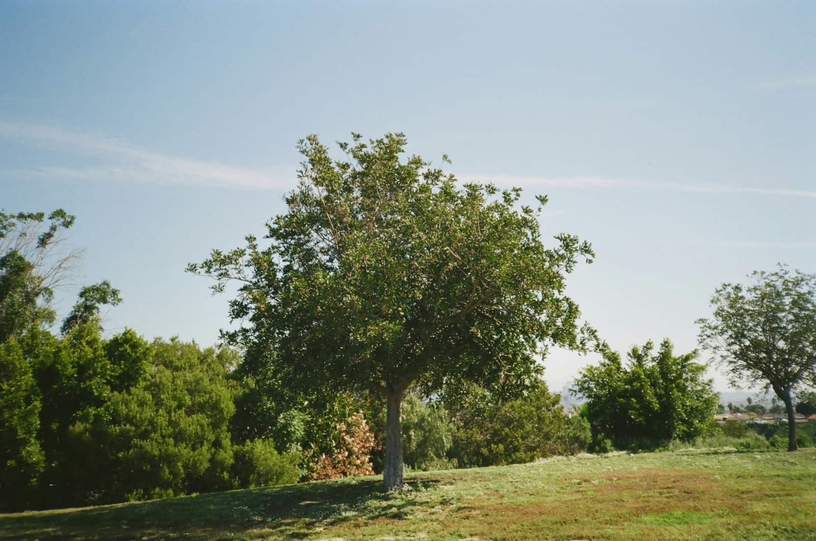 Landscape and Xeriscape