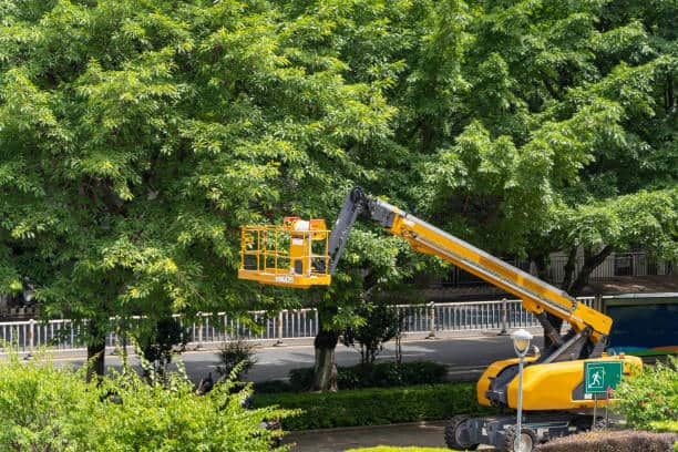 Quality Tree and Shrub Pruning