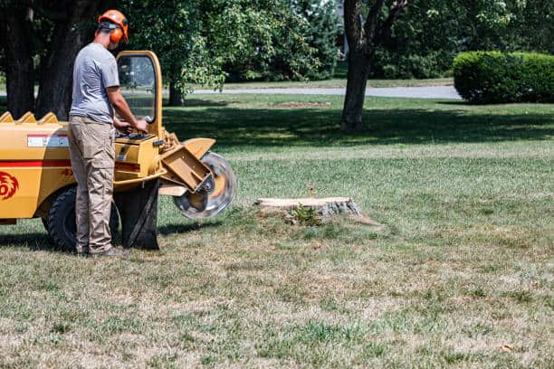 Root Feeding and Environmental Work