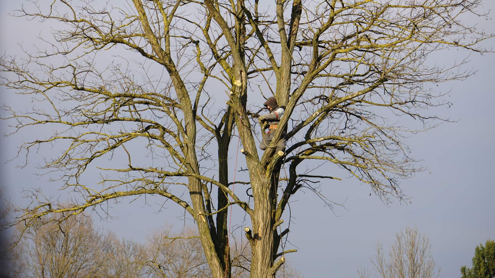 Professional tree trimming San Antonio